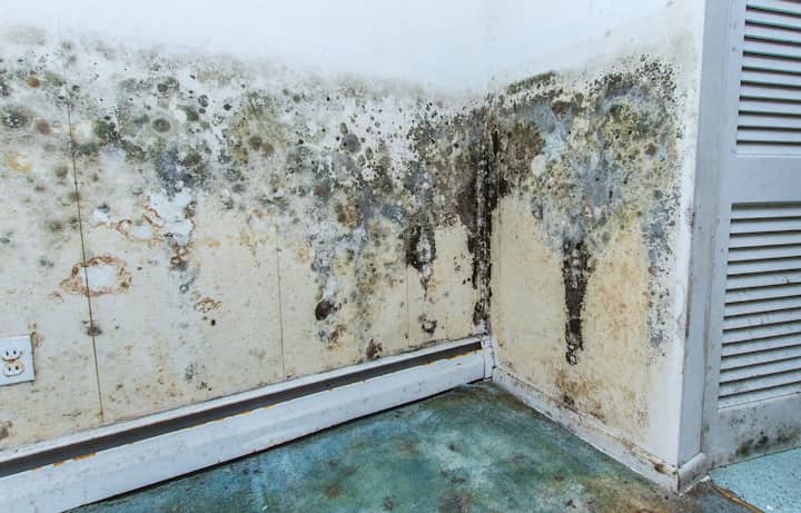 mold removal fort walton beach fl